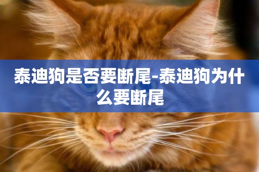泰迪狗是否要斷尾-泰迪狗為什么要斷尾