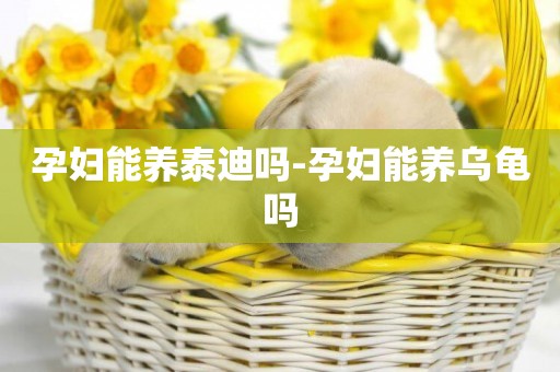 孕婦能養泰迪嗎-孕婦能養烏龜嗎