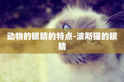 動物的眼睛的特點-波斯貓的眼睛