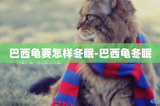 巴西龜要怎樣冬眠-巴西龜冬眠