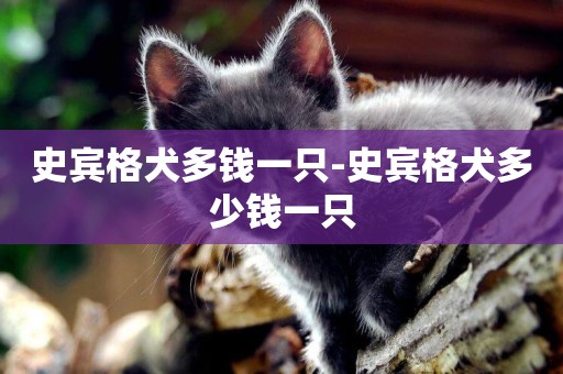 史賓格犬多錢一只-史賓格犬多少錢一只