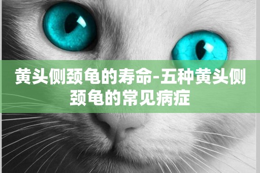 黃頭側頸龜的壽命-五種黃頭側頸龜的常見病癥