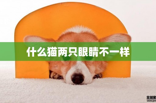 什么貓兩只眼睛不一樣
