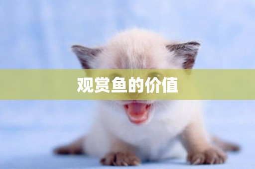 觀賞魚的價值
