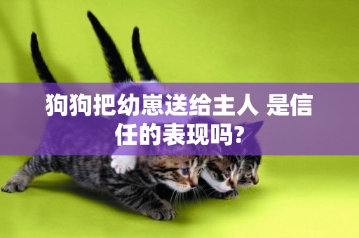 狗狗把幼崽送給主人 是信任的表現嗎?