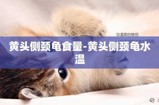 黃頭側頸龜食量-黃頭側頸龜水溫