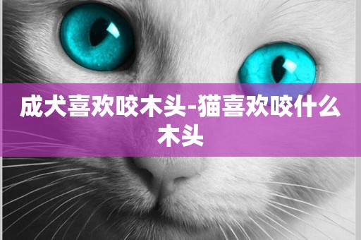 成犬喜歡咬木頭-貓喜歡咬什么木頭