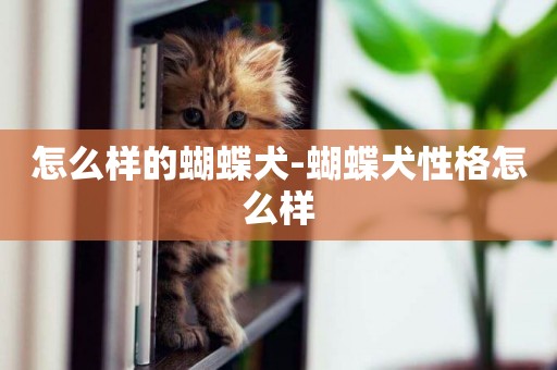怎么樣的蝴蝶犬-蝴蝶犬性格怎么樣