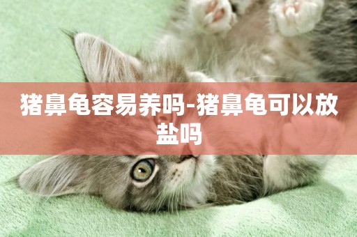 豬鼻龜容易養嗎-豬鼻龜可以放鹽嗎