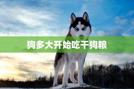 狗多大開始吃干狗糧