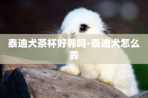 泰迪犬茶杯好養嗎-泰迪犬怎么養