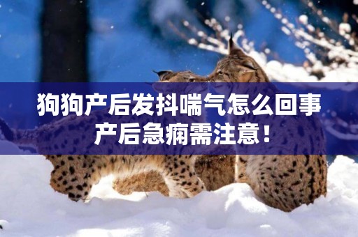 狗狗產后發抖喘氣怎么回事 產后急癇需注意！