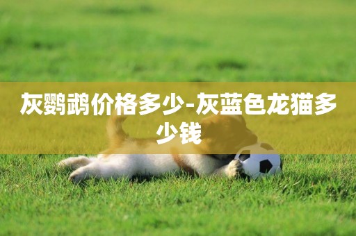 灰鸚鵡價格多少-灰藍色龍貓多少錢