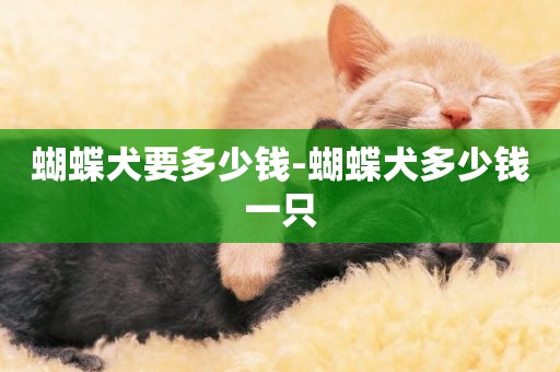 蝴蝶犬要多少錢-蝴蝶犬多少錢一只