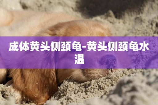 成體黃頭側頸龜-黃頭側頸龜水溫