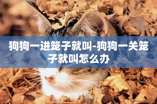 狗狗一進籠子就叫-狗狗一關籠子就叫怎么辦