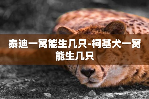 泰迪一窩能生幾只-柯基犬一窩能生幾只