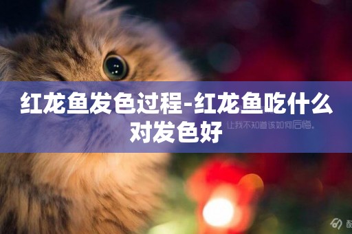 紅龍魚發色過程-紅龍魚吃什么對發色好