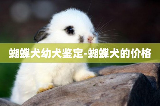 蝴蝶犬幼犬鑒定-蝴蝶犬的價格