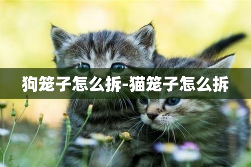 狗籠子怎么拆-貓籠子怎么拆