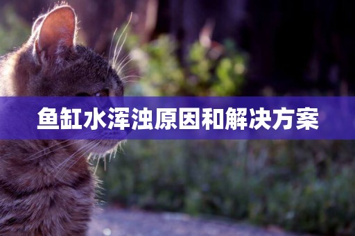 魚缸水渾濁原因和解決方案