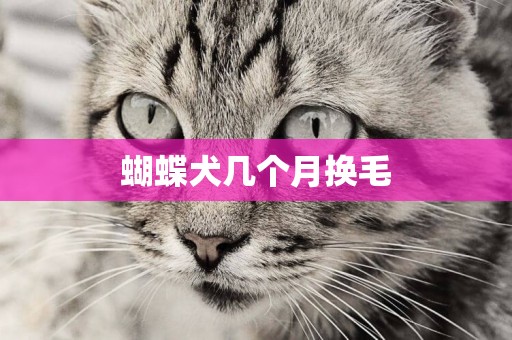 蝴蝶犬幾個月換毛