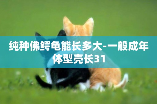 純種佛鱷龜能長多大-一般成年體型殼長31