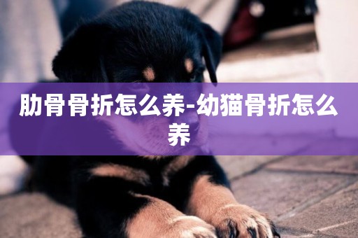 肋骨骨折怎么養-幼貓骨折怎么養