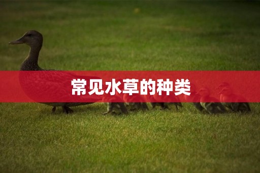 常見水草的種類
