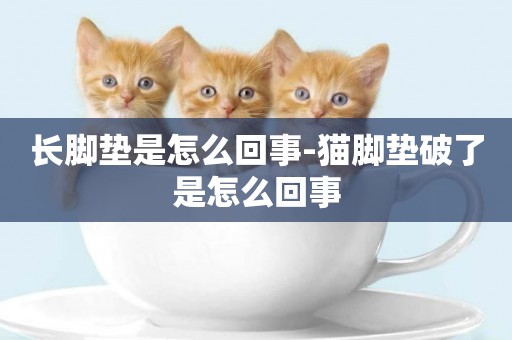 長腳墊是怎么回事-貓腳墊破了是怎么回事