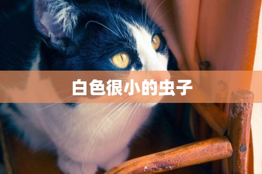 白色很小的蟲子