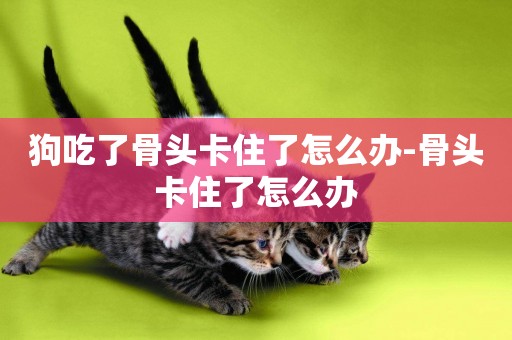 狗吃了骨頭卡住了怎么辦-骨頭卡住了怎么辦