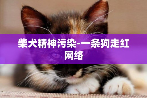 柴犬精神污染-一條狗走紅網絡