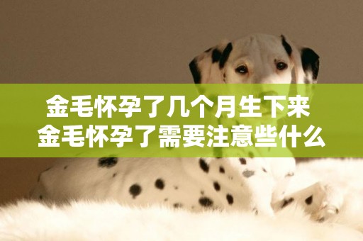 金毛懷孕了幾個月生下來 金毛懷孕了需要注意些什么？