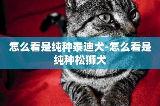 怎么看是純種泰迪犬-怎么看是純種松獅犬