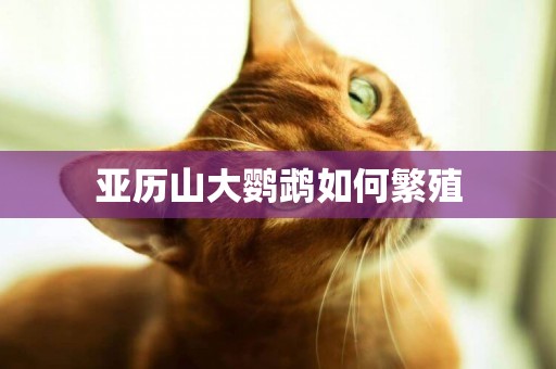 亞歷山大鸚鵡如何繁殖