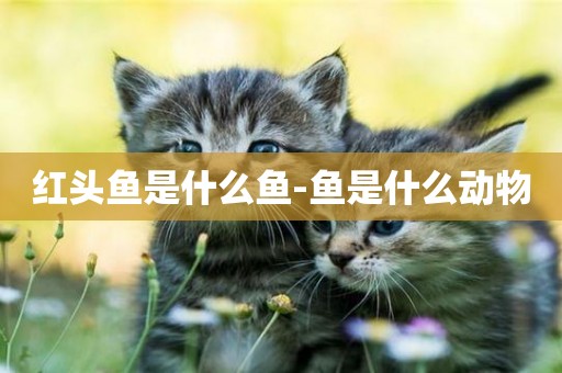 紅頭魚是什么魚-魚是什么動物