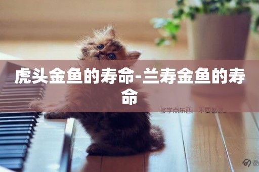 虎頭金魚的壽命-蘭壽金魚的壽命