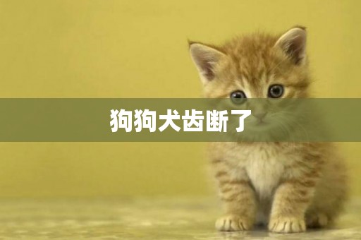 狗狗犬齒斷了