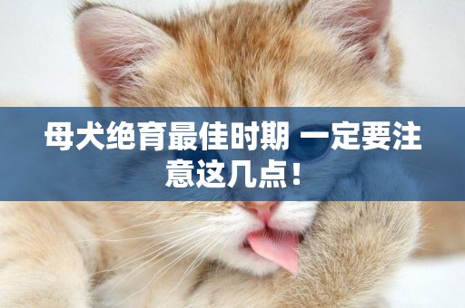 母犬絕育最佳時期 一定要注意這幾點！