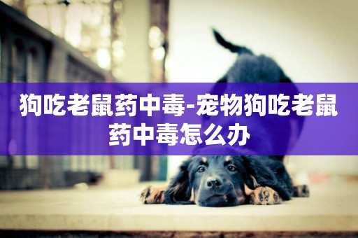 狗吃老鼠藥中毒-寵物狗吃老鼠藥中毒怎么辦