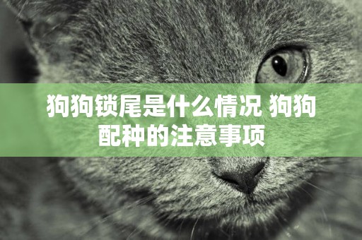 狗狗鎖尾是什么情況 狗狗配種的注意事項
