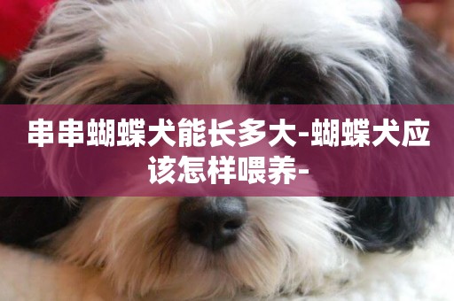 串串蝴蝶犬能長多大-蝴蝶犬應該怎樣喂養-