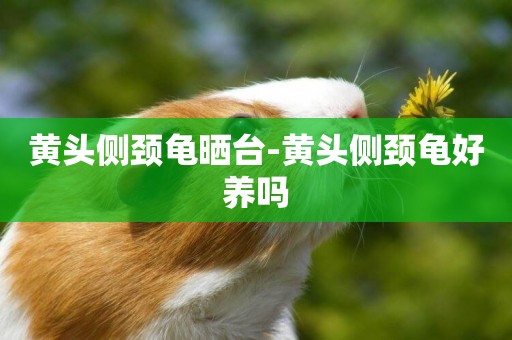 黃頭側頸龜曬臺-黃頭側頸龜好養嗎