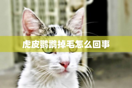 虎皮鸚鵡掉毛怎么回事