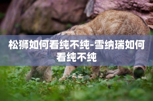 松獅如何看純不純-雪納瑞如何看純不純