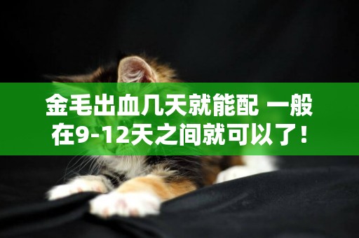 金毛出血幾天就能配 一般在9-12天之間就可以了！