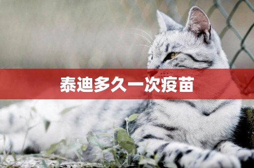 泰迪多久一次疫苗