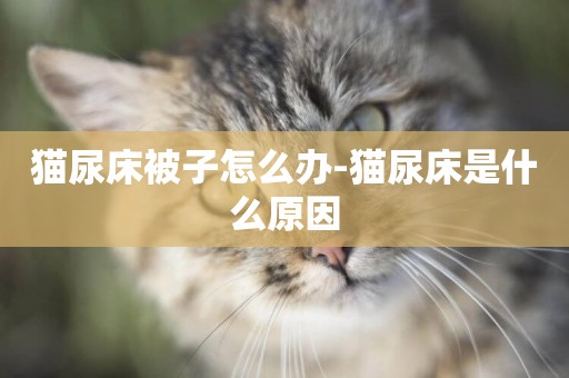貓尿床被子怎么辦-貓尿床是什么原因