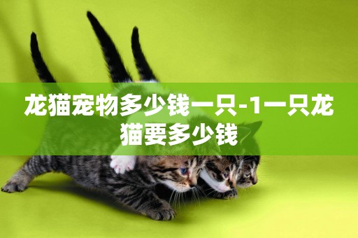 龍貓寵物多少錢一只-1一只龍貓要多少錢